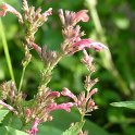 Agastache x 'Rasberry Summer' fleur